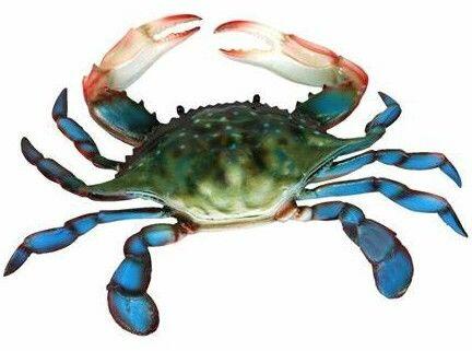 Blue Crab