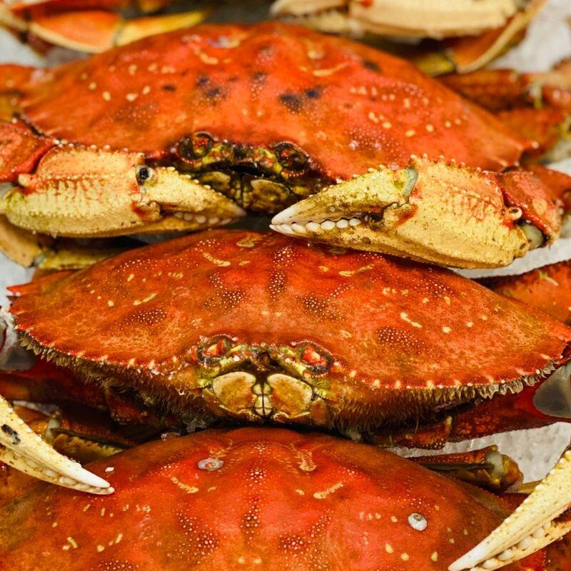 Dungeness Crab